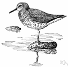 Heteroscelus incanus - tattler of Pacific coastal regions