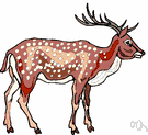 sika - small deer of Japan with slightly forked antlers