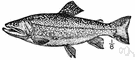 Salvelinus fontinalis - North American freshwater trout
