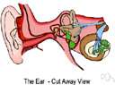 auriculare - the craniometric point at the center of the opening of the external acoustic meatus