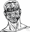 vena cerebri anterior - accompanies the anterior cerebral artery and empties into the basal vein