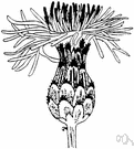 knapweed - any of various plants of the genus Centaurea having purple thistlelike flowers