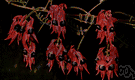 glory pea - any of various shrubs or vines of the genus Clianthus having compound leaves and pea-like red flowers in drooping racemes