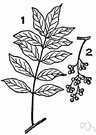 western poison oak - poisonous shrub of the Pacific coast of North America that causes a rash on contact