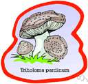 Tricholoma pardinum - a poisonous agaric having a pale cap with fine grey fibrils