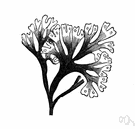 Irish moss - dark purple edible seaweed of the Atlantic coasts of Europe and North America