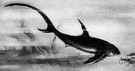 genus Alopius - type genus of the family Alopiidae