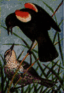 Agelaius phoeniceus - North American blackbird with scarlet patches on the wings