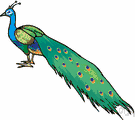 bird of Juno - very large terrestrial southeast Asian pheasant often raised as an ornamental bird