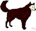 Siberian husky - breed of sled dog developed in northeastern Siberia
