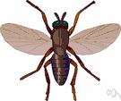 buffalo gnat - small blackish stout-bodied biting fly having aquatic larvae