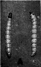 genus Ephestia - small moths whose larvae spin silken tunnels and feed on stored food products