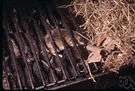 deer mouse