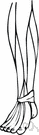 gastrocnemius - the muscle in the back part of the leg that forms the greater part of the calf
