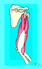 musculus triceps brachii - the skeletal muscle having three origins that extends the forearm when it contracts