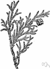 Lawson's cedar - large timber tree of western North America with trunk diameter to 12 feet and height to 200 feet