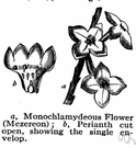 perigonium - collective term for the outer parts of a flower consisting of the calyx and corolla and enclosing the stamens and pistils