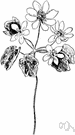 Anemonella - one species: rue anemone