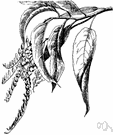 sorrel tree - deciduous shrubby tree of eastern North America having deeply fissured bark and sprays of small fragrant white flowers and sour-tasting leaves