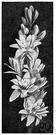 genus Polianthes - genus of perennial tuberous herbs having lily-like flowers