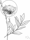 genus Salix - a large and widespread genus varying in size from small shrubs to large trees: willows