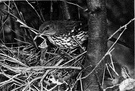 fledged - (of birds) having developed feathers or plumage