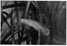 rivulus - found in small streams of tropical America