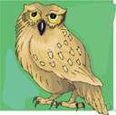 genus Athene - a genus of Strigidae