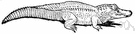 genus Crocodilus - type genus of the Crocodylidae
