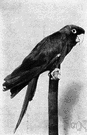 genus Conuropsis - a genus of Psittacidae