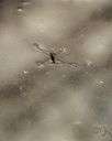 water strider - long-legged bug that skims about on the surface of water