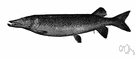 Esox masquinongy - large (60 to 80 pounds) sport fish of North America