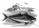 Decapterus macarellus - small silvery fish