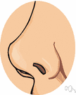 sense organ - an organ having nerve endings (in the skin or viscera or eye or ear or nose or mouth) that respond to stimulation