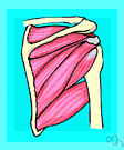 musculus pectoralis minor - a skeletal muscle that draws down the scapula or raises the ribs