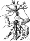 genus Arachis - a genus of plants with pods that ripen underground (see peanut)