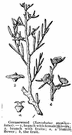 Sarcobatus - one species: greasewood