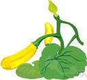 winter squash