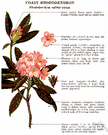 coast rhododendron - medium-sized rhododendron of Pacific coast of North America having large rosy brown-spotted flowers