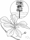 Nyssa - tupelos: deciduous trees of moist habitats especially swamps and beside ponds