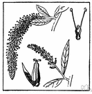 Salix alba - large willow tree of Eurasia and North Africa having greyish canescent leaves and grey bark