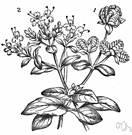 Majorana hortensis - aromatic European plant native to Mediterranean and Turkey