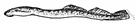 jawless vertebrate - eel-shaped vertebrate without jaws or paired appendages including the cyclostomes and some extinct forms