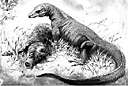 Varanus niloticus - destroys crocodile eggs