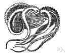 Argonauta argo - cephalopod mollusk of warm seas whose females have delicate papery spiral shells
