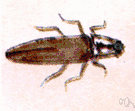 firefly - tropical American click beetle having bright luminous spots