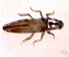 Pyrophorus noctiluca - tropical American click beetle having bright luminous spots
