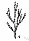 Phoronida - small phylum of wormlike marine animals