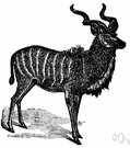 Strepsiceros - African antelopes: kudus