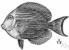 Acanthurus - type genus of the Acanthuridae: doctorfishes